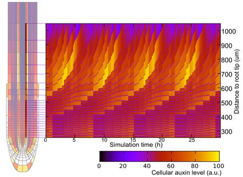 Explanation of Kymograph. Kymographs (space time plots) were created by... | Download Scientific ...