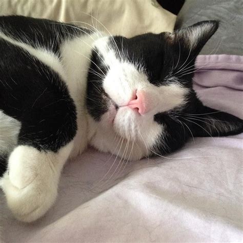 8 Fun Facts About Tuxedo Cats