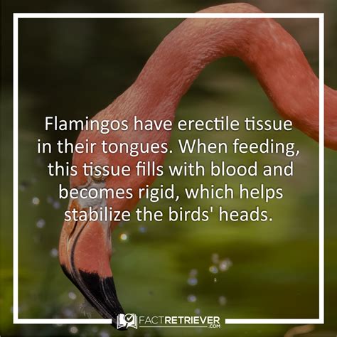 It helps stablize the flamingo's tongue and helps with the special way ...