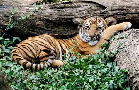 Ecotourists May Help Save the Malayan Tiger Say Local Conservationists