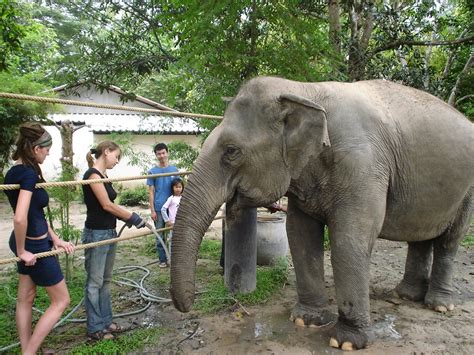 Ethical Elephant & Wildlife Sanctuaries in Thailand