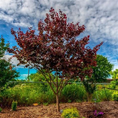 Cercis canadensis 'Merlot' | Eastern Redbud - Leafland Limited | Best Price | Buy Trees Online ...