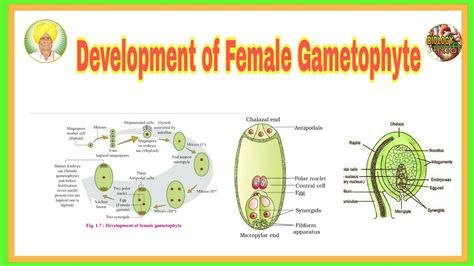 Development of female gametophyte |Reproduction in higher and lower plant - YouTube