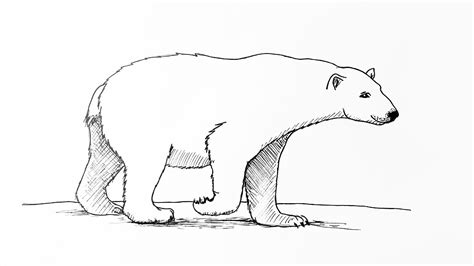 Polar Bears Drawing