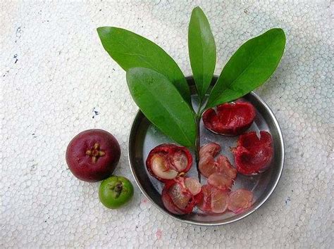 Health benefits of Kokum | Value Food