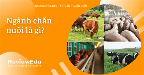 Ngành Chăn nuôi là học gì? Điểm chuẩn và các trường đào tạo