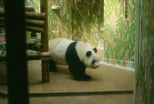 London Zoo - Panda | London Zoo was opened in 1828 as a rese… | Flickr