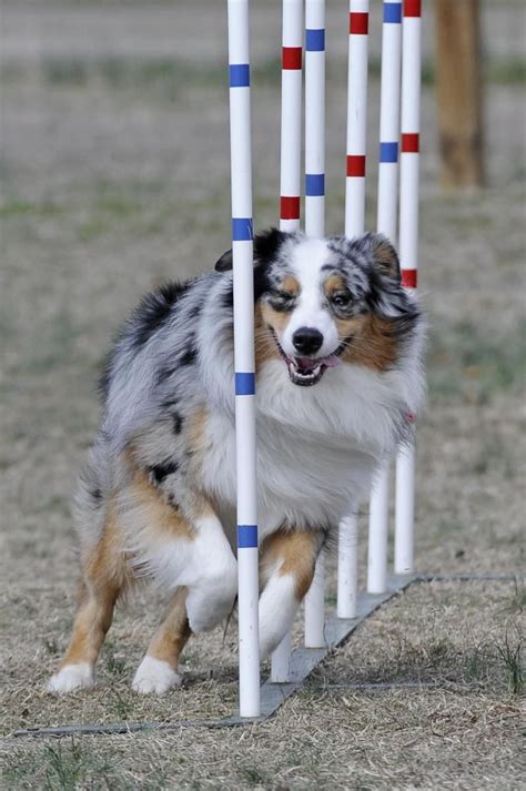 Agility - Crufts Team - Small Final | Australian shepherd, Aussie dogs, Aussie shepherd