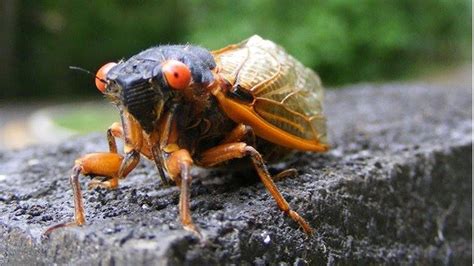 The Brood X cicada will soon hatch in Michigan after 17 years - what to ...