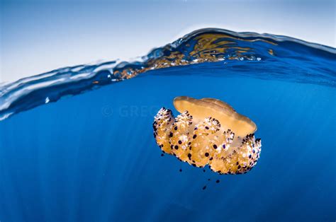 Greg Lecoeur Underwater and Wildlife Photography | Cotylorhiza tuberculata