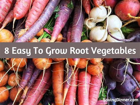 8 Easy To Grow Root Vegetables - Saving Dinner