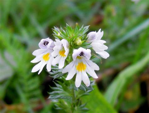 File:Euphrasia stricta (Larvik).JPG