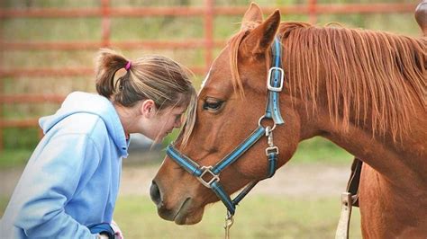 Horse Tranquilizer: Understanding its Uses, Effects, and Safety