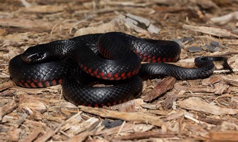 Red bellied black snake | Green iguana, Snake, Australian animals