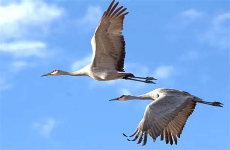 Sandhill Crane - Description, Habitat, Image, Diet, and Interesting Facts