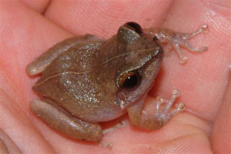 Coquí Frog (Eleutherodactylus coqui), Hawaii | Flickr - Photo Sharing!