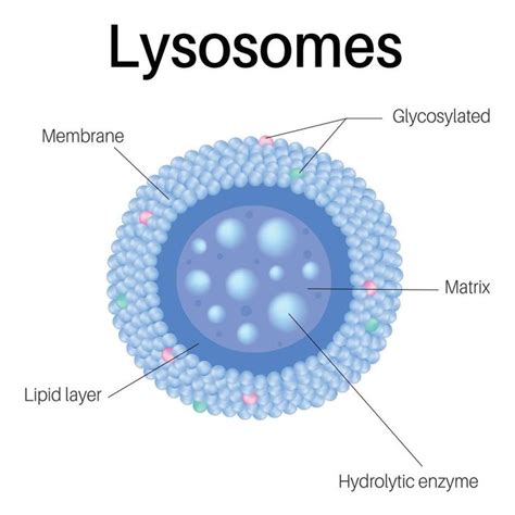 Lysosomes are membrane-enclosed organelles. Lysosomes in cell. | Plant ...