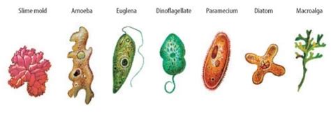 Five Kingdom Classification of Plants and Animals | PMF IAS