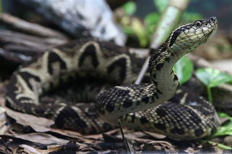 Brazilian viper venom may become tool in fight against COVID, study ...