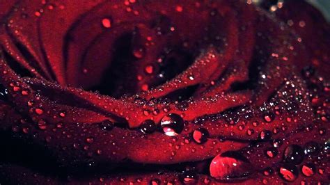🔥 [39+] Rose with Water Drops Wallpapers | WallpaperSafari