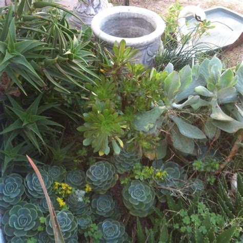 Succulent Cuttings | Succulent cuttings, Succulents, Plants