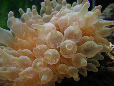 Guide for Keeping Anemones in a Reef Tank | RateMyFishTank.com