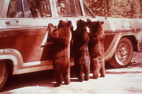 Incredible Photos of Tourists Feeding Bears From Their Cars in Yellowstone National Park From ...