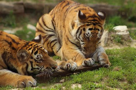 Playing Tigers | Veszprém Zoo | Ferenc Vázsonyi | Flickr