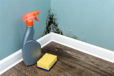 The Dangers of DIY Mold Removal | A Plus Mold Remediation Inc.