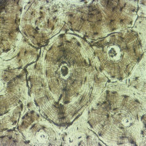 Mammal Compact Bone Slide, Ground c.s. | Carolina Biological Supply