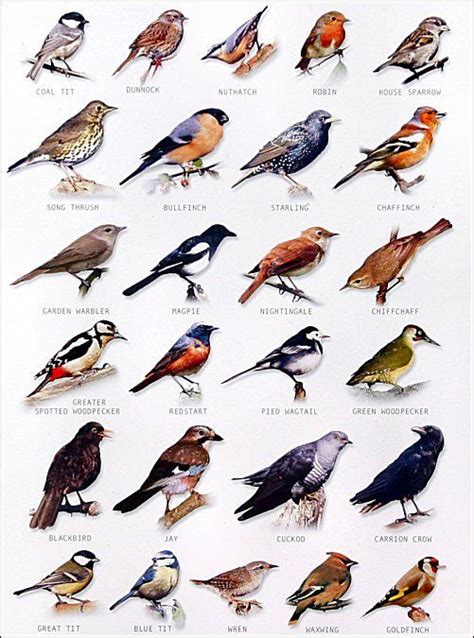 garden bird chart | Backyard birds watching, Backyard birds, Bird identification