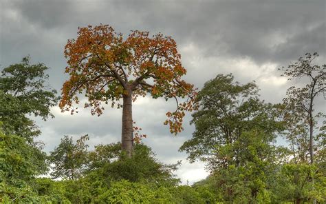 Tropical Deciduous Forest Trees