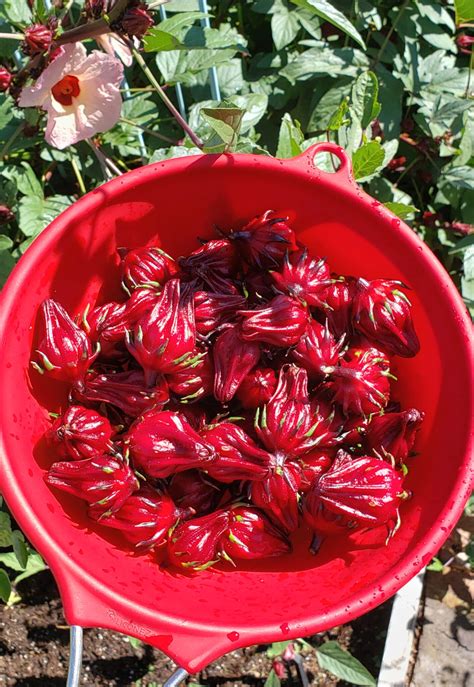 Hibiscus Jam - Garden Girl Cooks