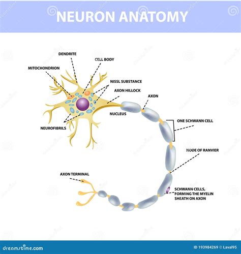 Axon Vector Illustration. Labeled Diagram With Explanation And Structure. | CartoonDealer.com ...