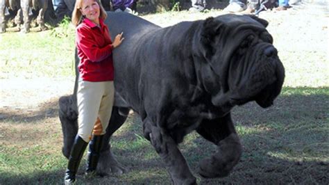 15 Biggest Dogs In The World - lema