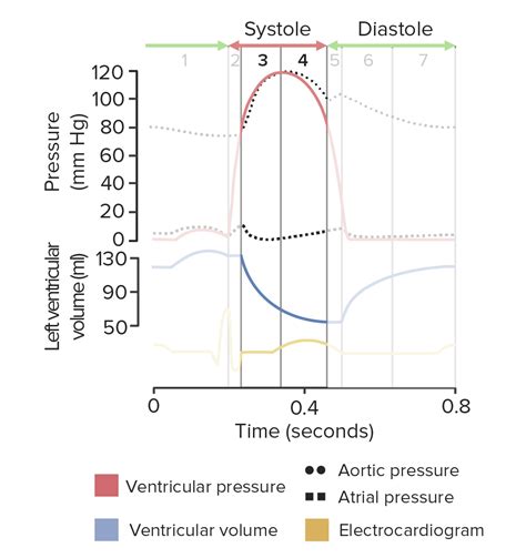 Cardiac Cycle Animation