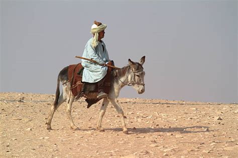 Riding Donkey Stock Photos, Pictures & Royalty-Free Images - iStock