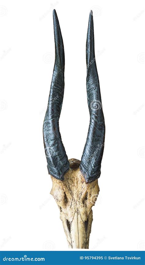 Antelope horns stock image. Image of horns, africa, antelope - 95794395