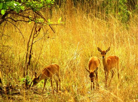 2-Day Wildlife Tour Ghana - Shai Hills, Monkey Sanctuary