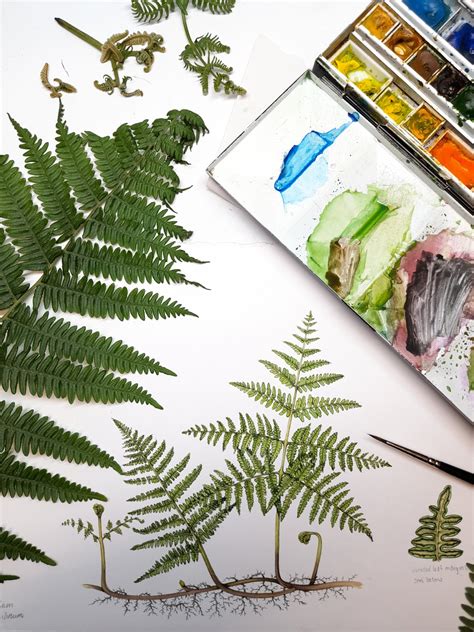 Illustrating Bracken and Ferns - Lizzie Harper