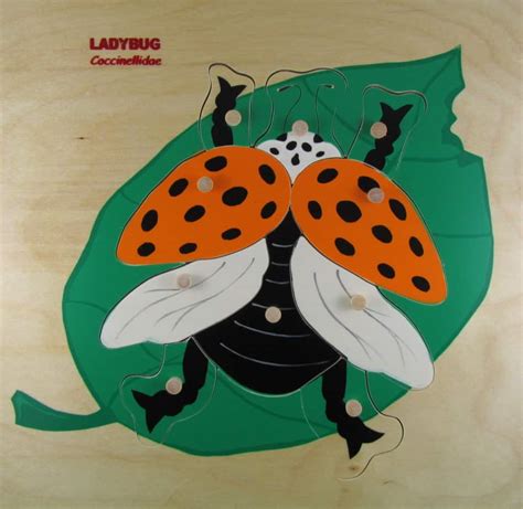 How Many Spots Does A Ladybug Have? - Puzzleheads Educational Products