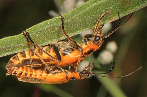 Goldenrod Soldier Beetle: Identification, Life Cycle, Damage, Treatment, FAQs