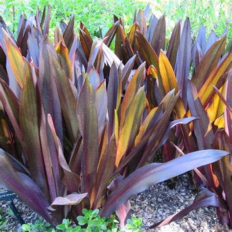 Photo #65708 | Eucomis comosa 'Sparkling Burgundy' | plant lust