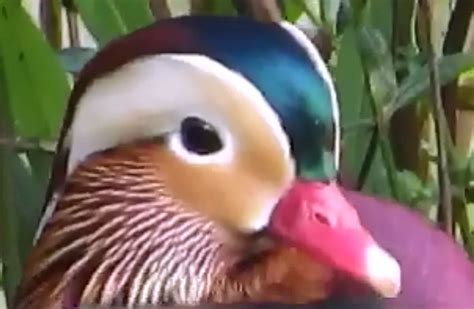 Watch: Rare Mandarin duck spotted in New York’s Central Park - WTOP News