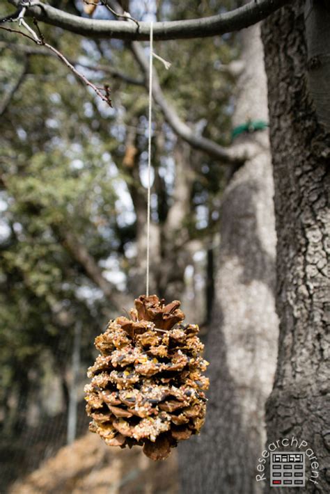 Pine Cone Bird Feeders - ResearchParent.com