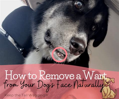 How to Remove a Wart from Your Dog's Face Naturally | Keep the Tail ...