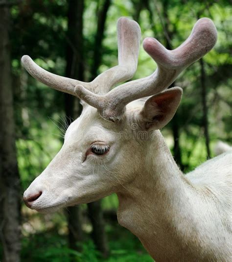 Albino Fallow Deer stock image. Image of natural, mammalia - 1015109 | Albino deer, Albino ...