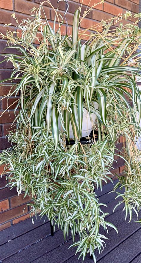 Found this absolute unit of a spider plant for only $12.99 today! : r/plants