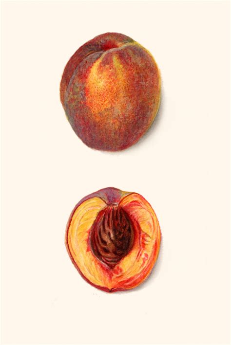 Peach Fruit Fruit Vintage Free Stock Photo - Public Domain Pictures
