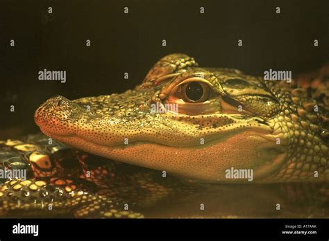 alligator Stock Photo - Alamy